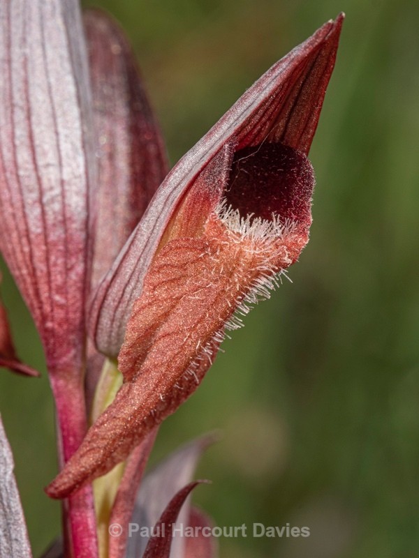 Ploughshare orchid (Serapias vomeracea) - Wild Orchids 2021