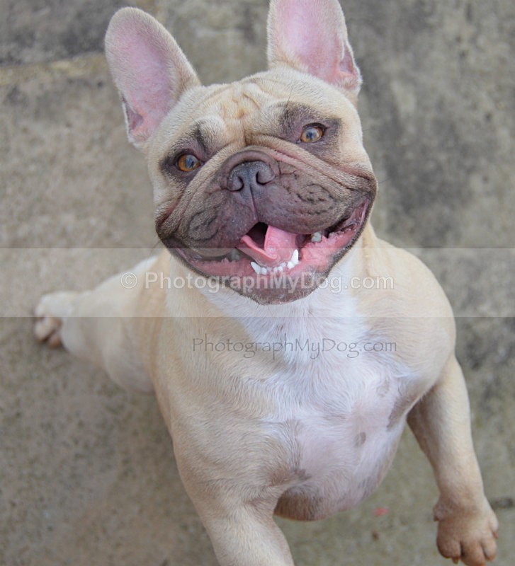  - French Bulldogs