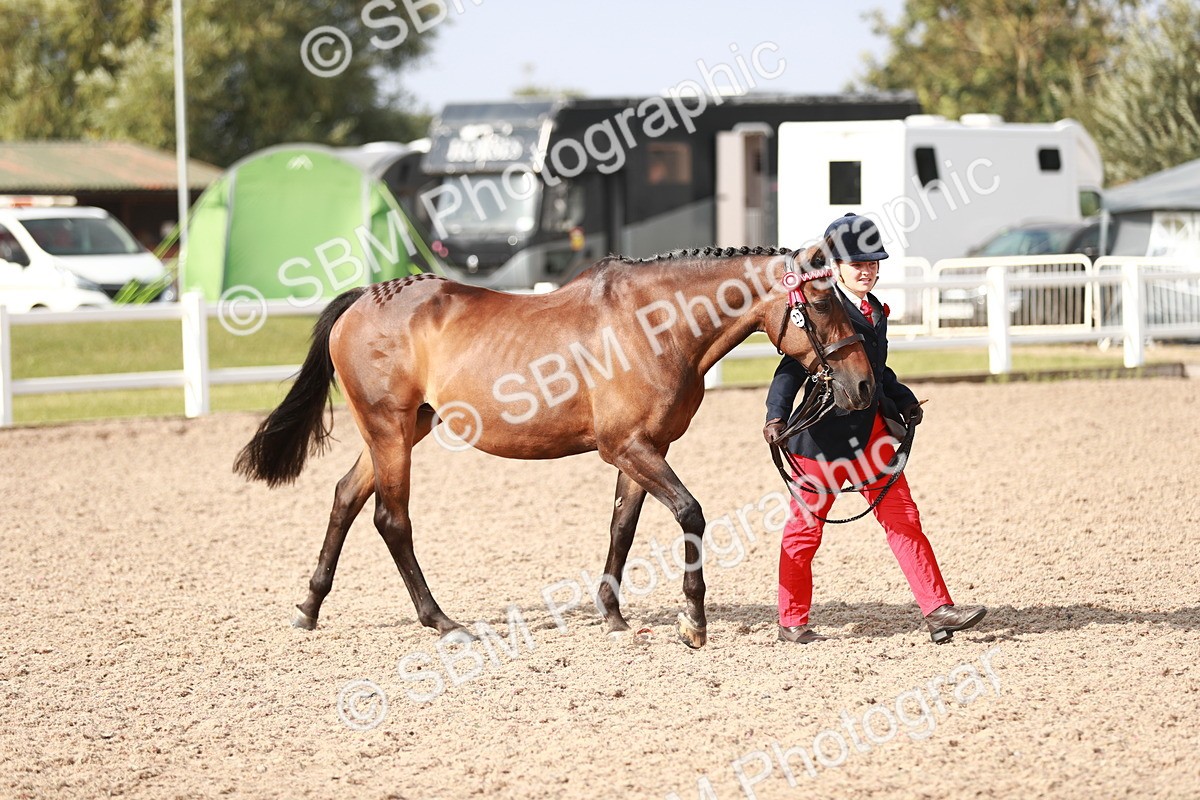 SBM_11026 - Class 205 IH Show Pony/ Show Hunter Pony