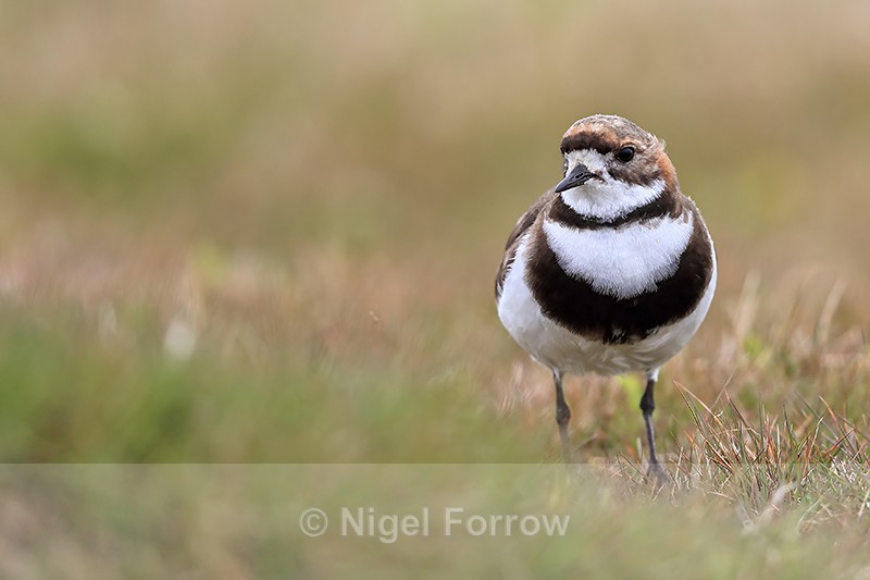 Two-banded Plover front view, Carcass Island, Falklands - Two-banded Plover