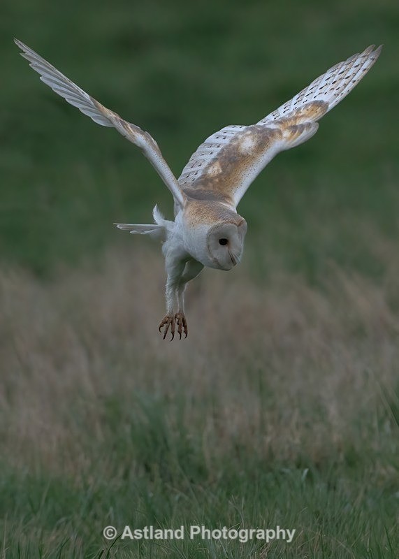 Barn Owl - Latest Images