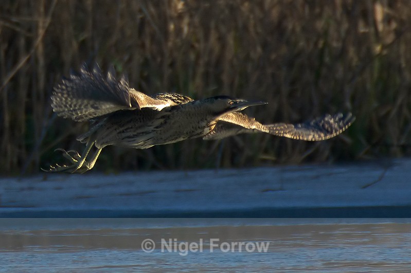Bittern takes off at Otmoor - Bittern