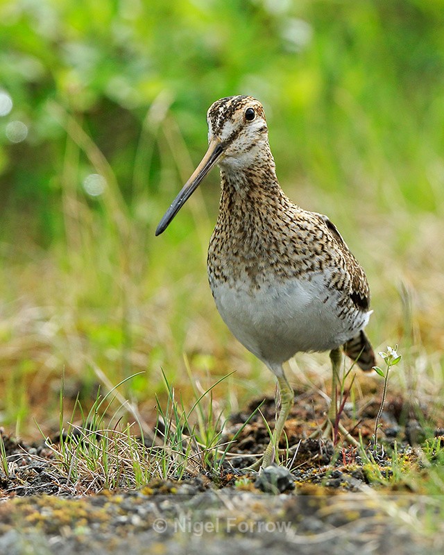 Snipe low angle shot, Iceland - Snipe
