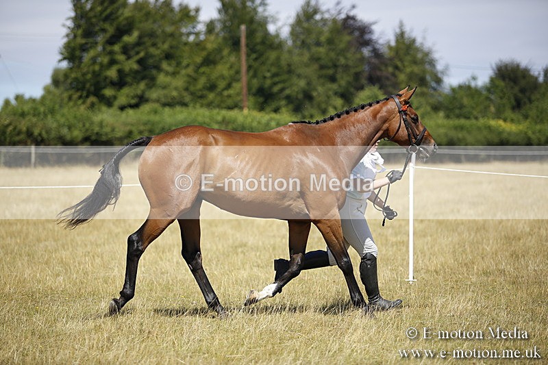 _C7A9709 - BVRC Sow 2018 Ring 2