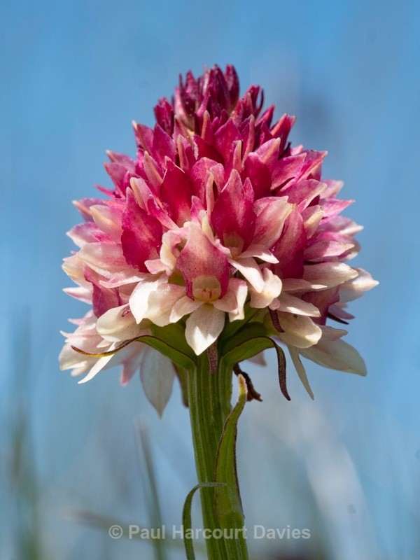  Alpine vanilla orchid ( G. rhellicani  - formerly known as Nigritella ssp. rhellicani) colour form. - Wild Orchids