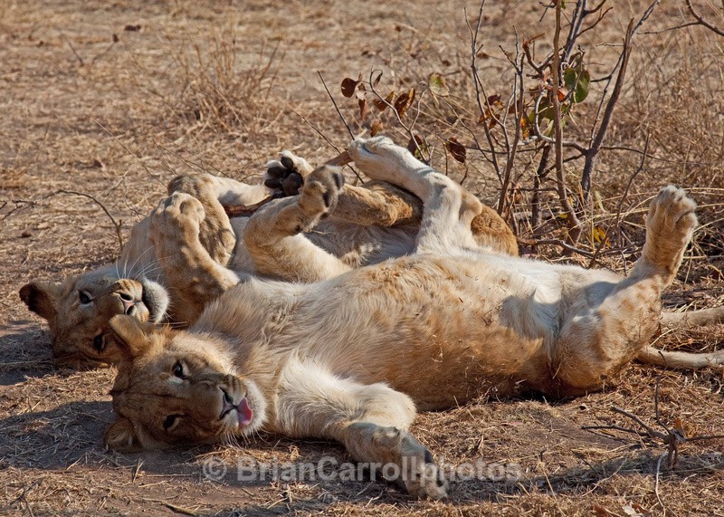 Playful Juvenile Lions, Zambia - African Safari Tour 09 Zambia, Botswana,Namibia & South Africa