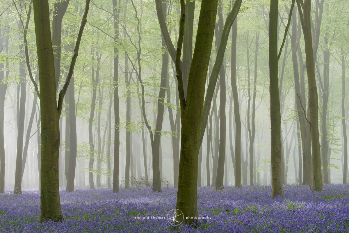 Bluebell mist V - BlueWood