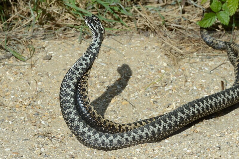 Adders Dancing - Reptiles & Amphibians
