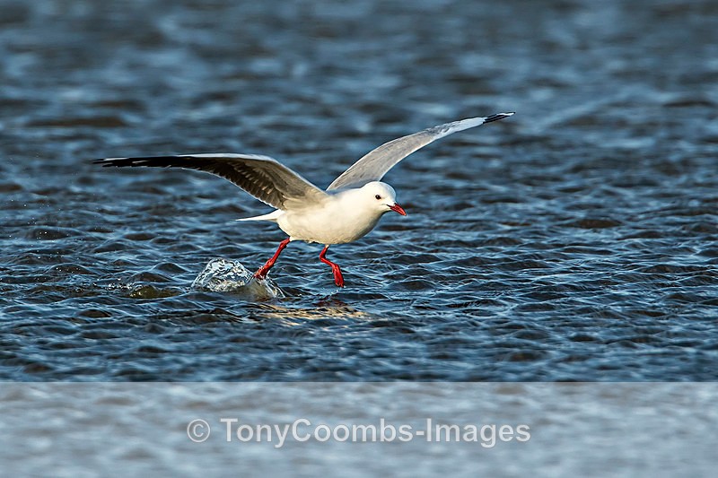 Hartlaub's Gull - The Skeleton Coast