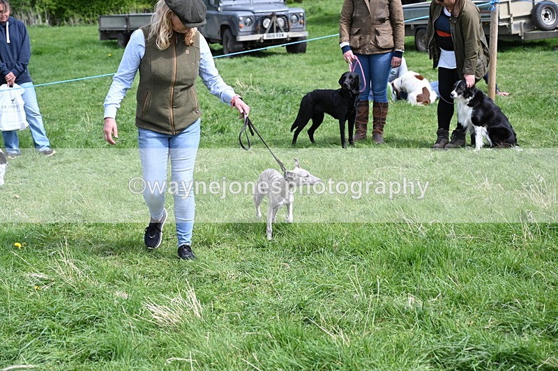 WJ6_9075 - Class 8 Best Working / Gun Dog or Bitch