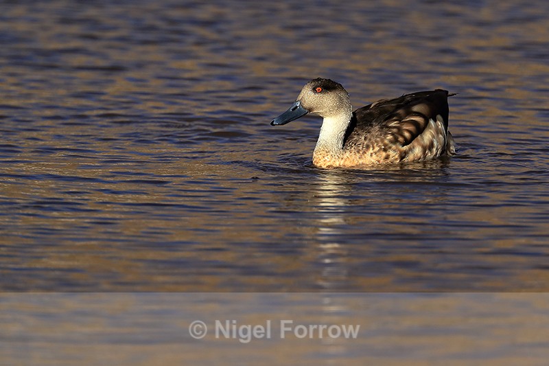 Crested Duck swimming, Machuca, Chile - Crested Duck