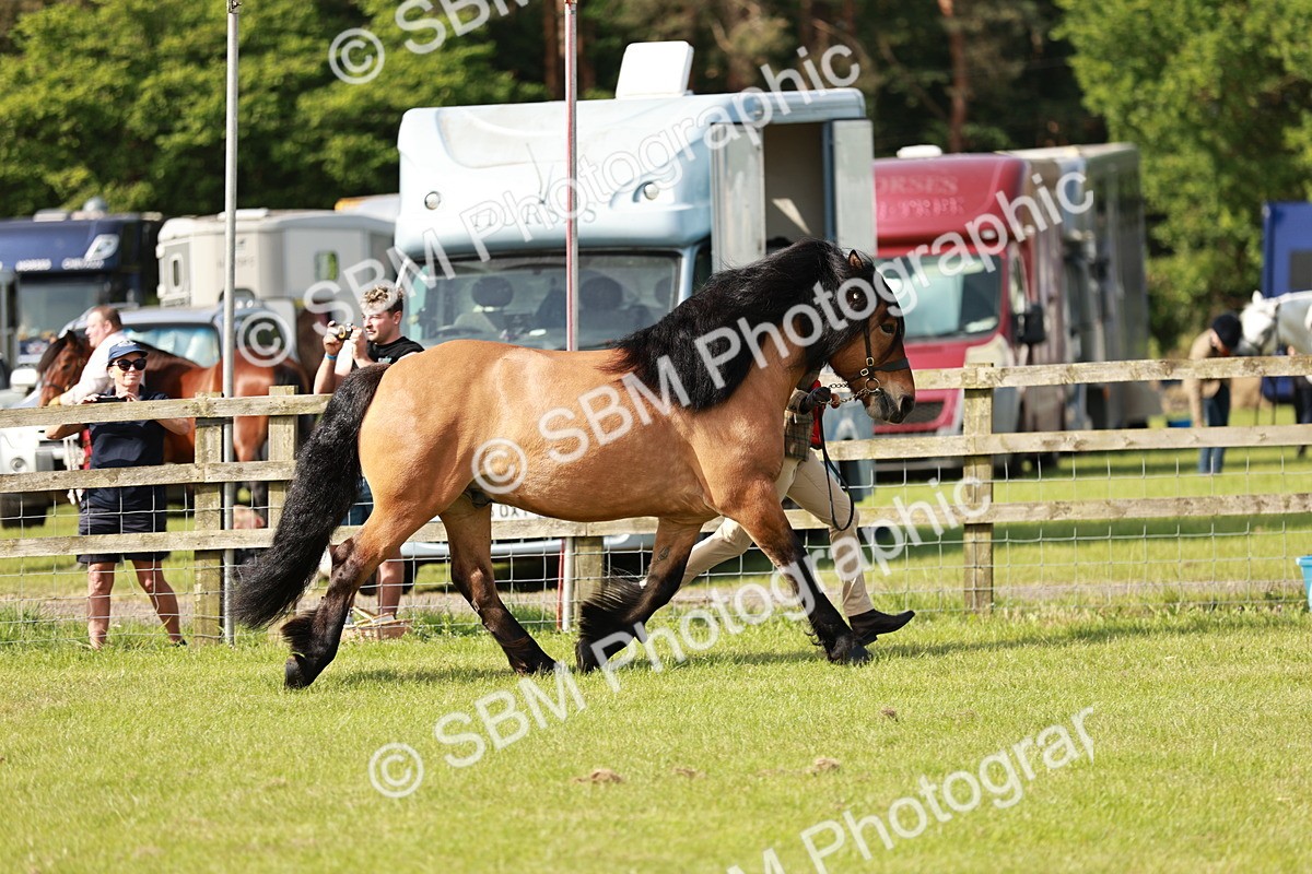 SBM_00866 - Class 14-23 - Mountain & Moorland In Hand Non Welsh