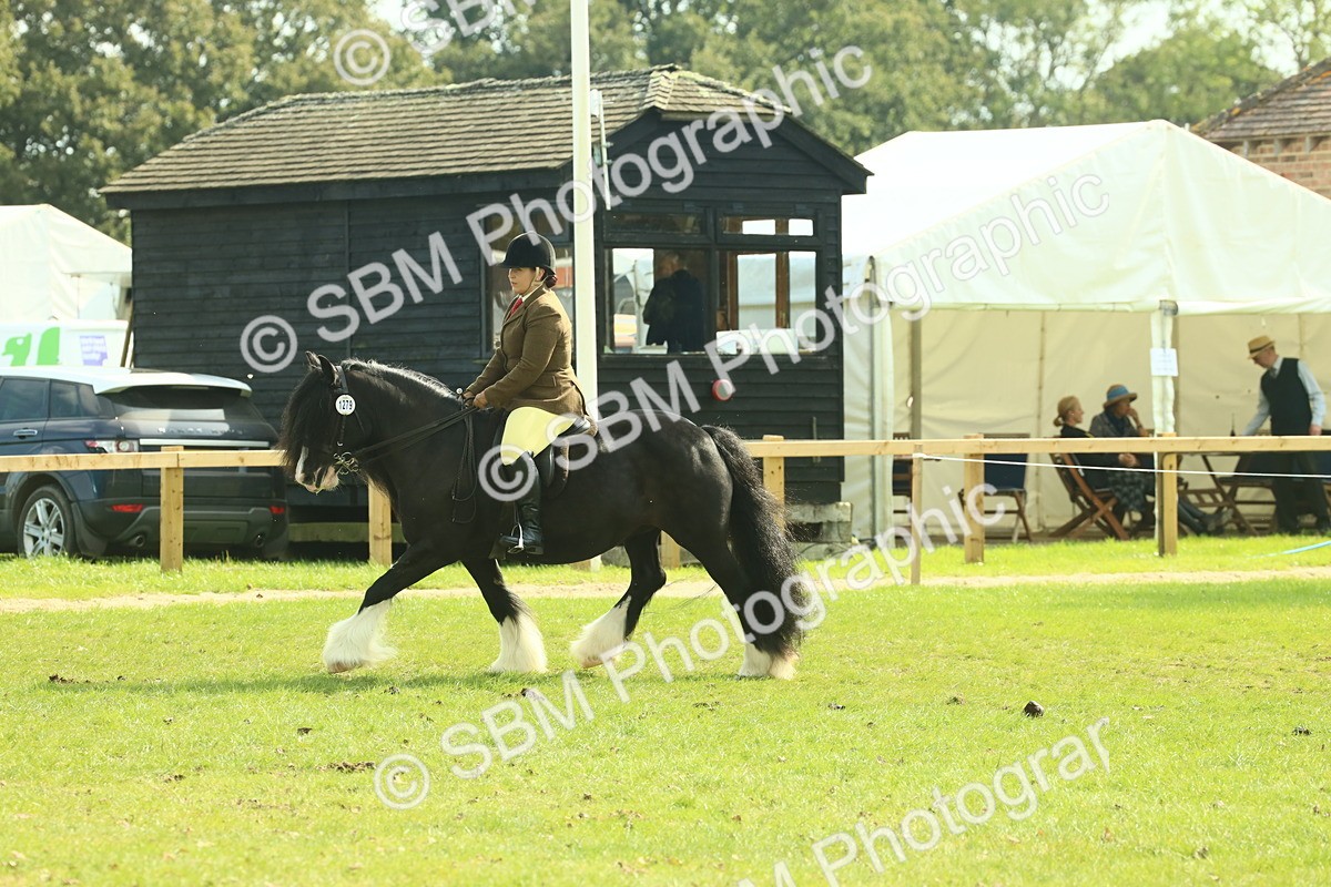 SBM_66625 - S34 - Rehabilitated Rescue Horse & Pony In Hand & Ridden