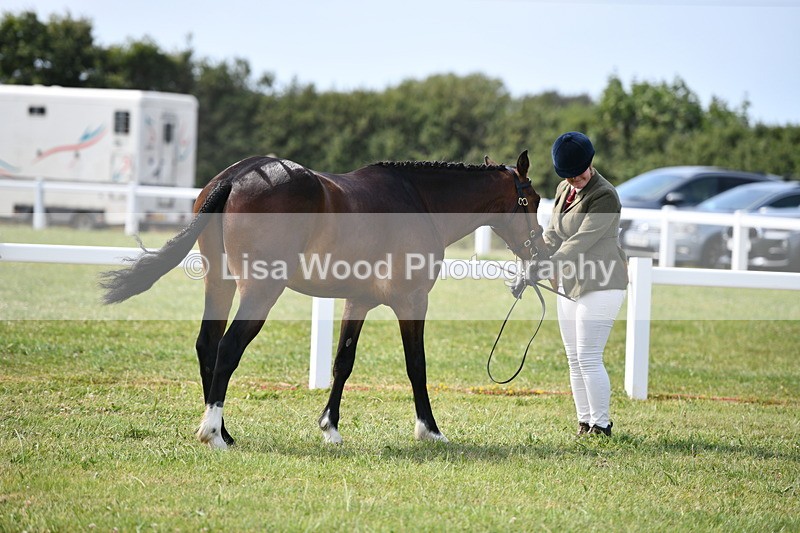 DSC_8300 - Class 68: Part Bred In Hand M & M