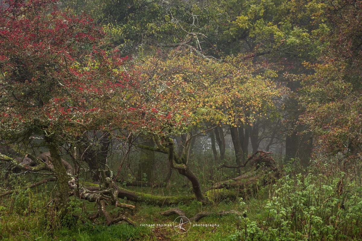Hawthorn woods - Woodland