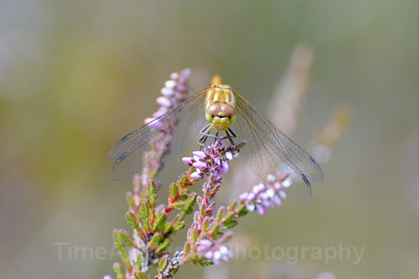 Female Common darter - Dragonflies & Damselflies