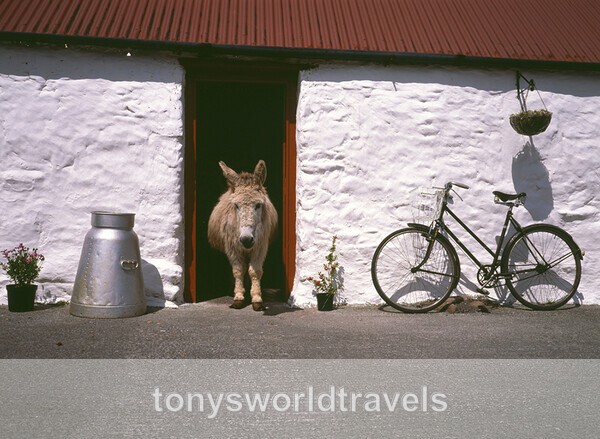 Home Sweet Home, Ireland - IRISH FARM ANIMALS