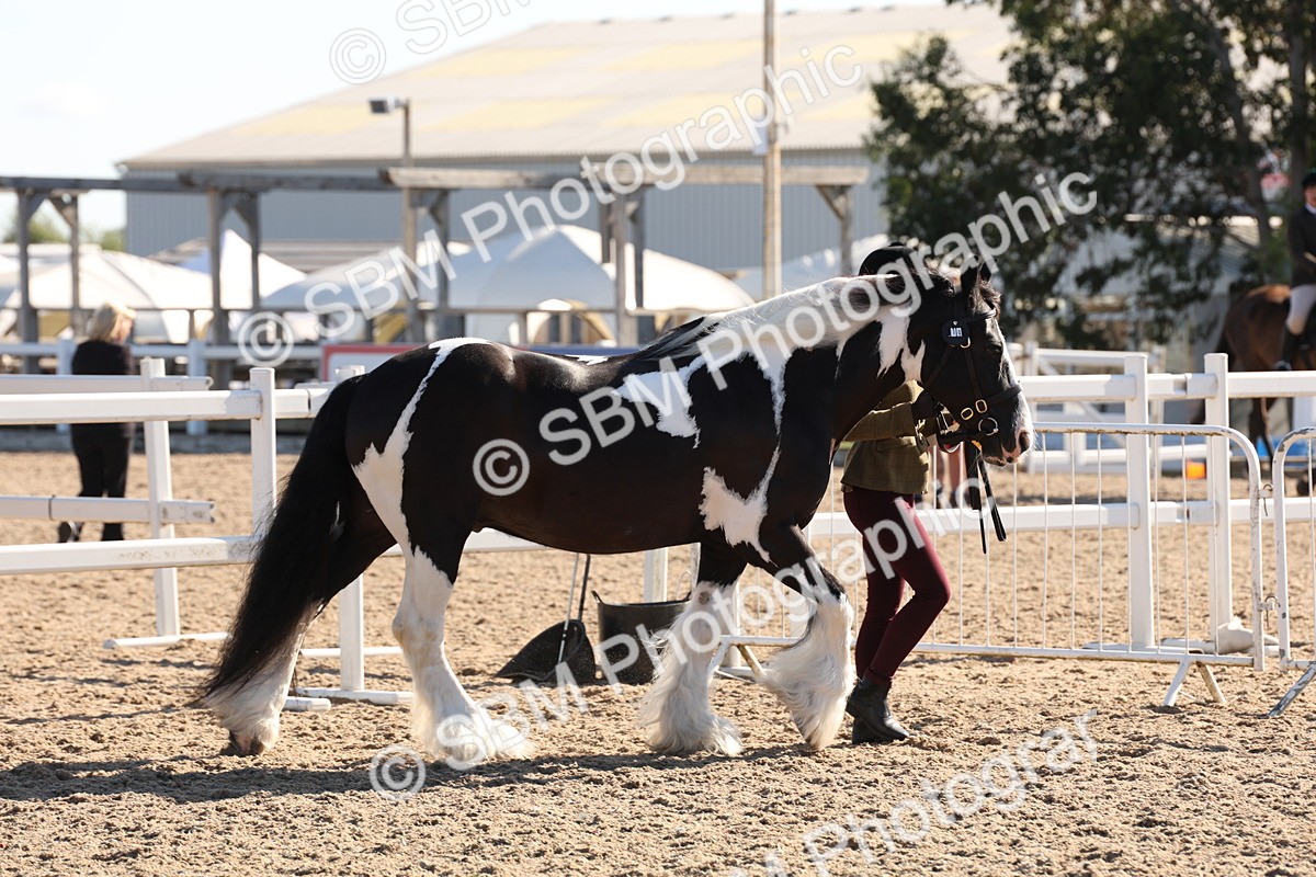 SBM_11777 - Class 204 - Young Handler 11 to 16 years