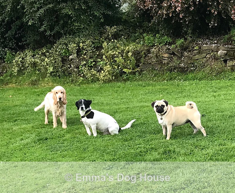  - Dogs