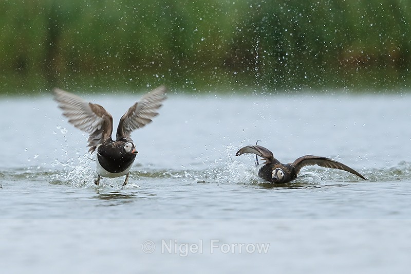 Long-tailed Ducks squabbling, Iceland - Long-tailed Duck