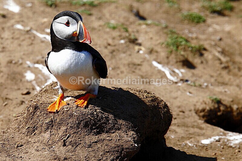 _56A7033 - Skomer 2019