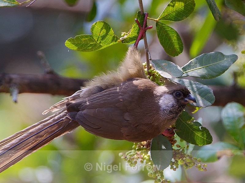Speckled Mousebird hanging from a branch - Speckled Mousebird