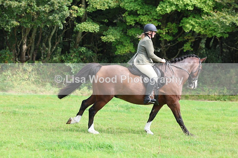 3E7A5874 - Class 26 and 27: 70cm Working Hunter