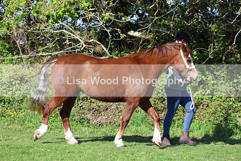 3E7A8516 - Class 13: M & M Large Breeds