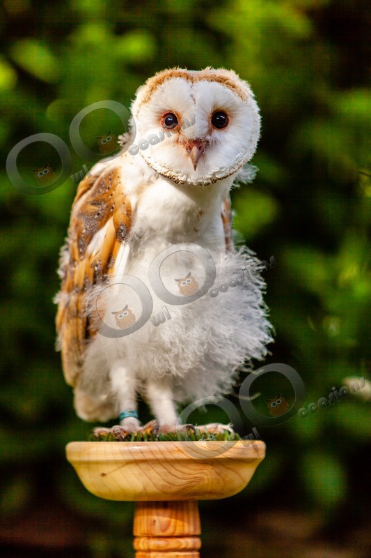 barn owl tyto alba-0122 - Owls of the World