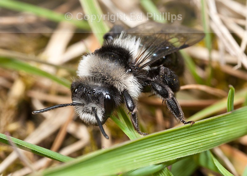 Andrena cineraria (f)