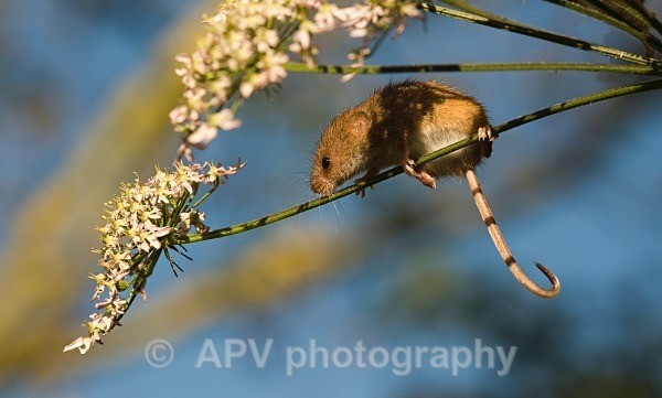 _DSC8282 - Bob's Harvest Mice.