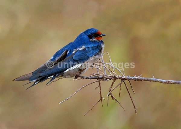 Lesser Striped Swallow - Kenya