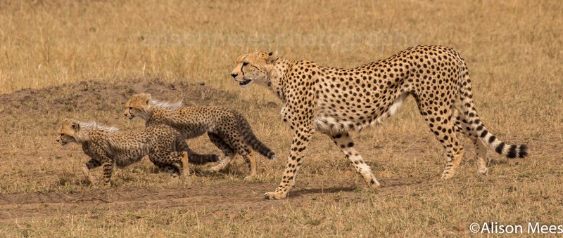  - Cheetah