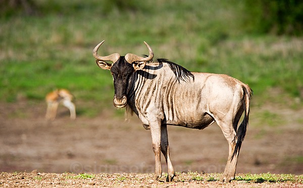 Wildebeest Nairobi National Park, Kenya