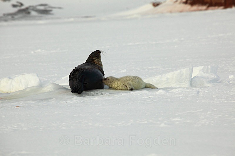 Feeding time 0676 - First 6 weeks of a seal pup's life