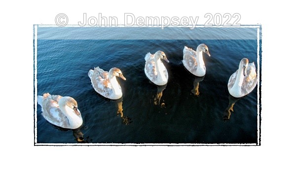 Five Cygnets Posing - The Curlie