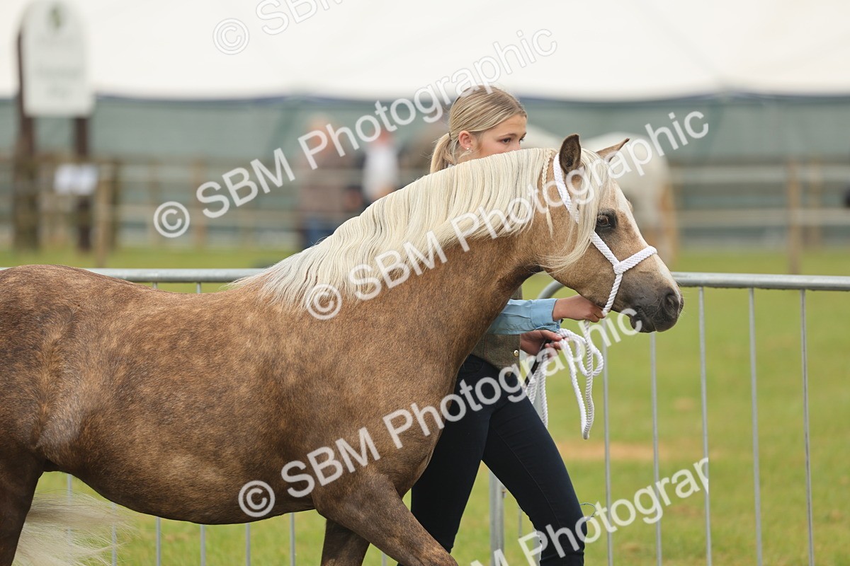 SBM_01447 - Class 50-57 - M&M Welsh Pony In Hand