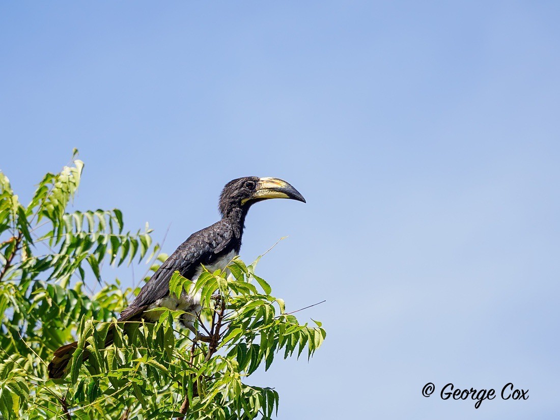 Pied Hornbill - Gambia 2025