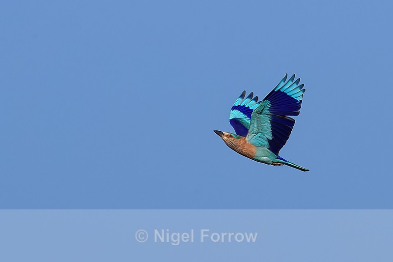 Indian Roller flying, wings up, Panna, Madhya Pradesh, India - Indian Roller
