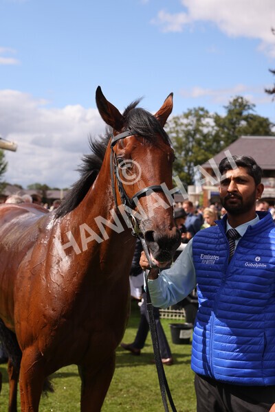 yr19082022r3-54 - Race 3 3.00pm Al Basti Equiworld Dubai Gimcrack Stakes