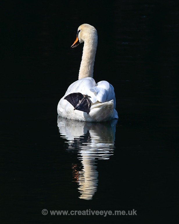 No.0039. Lone Swan - Animal world