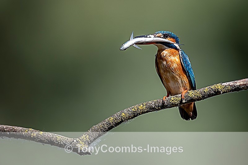 Kingfisher - Danube Delta