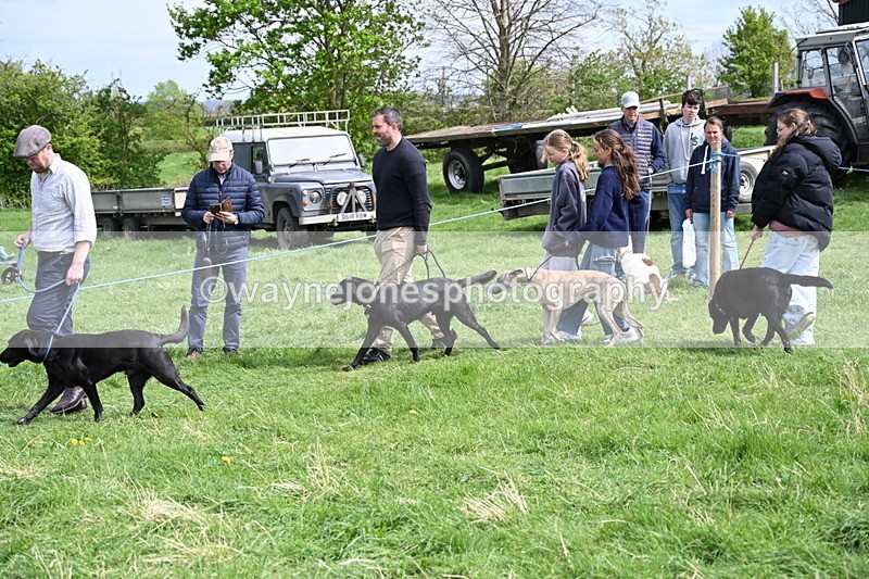 WJ6_8857 - Class 8 Best Working / Gun Dog or Bitch