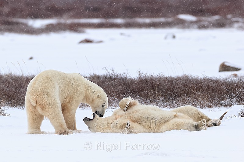 Polar Bears rest during sparring match, Churchill, Canada - Polar Bear