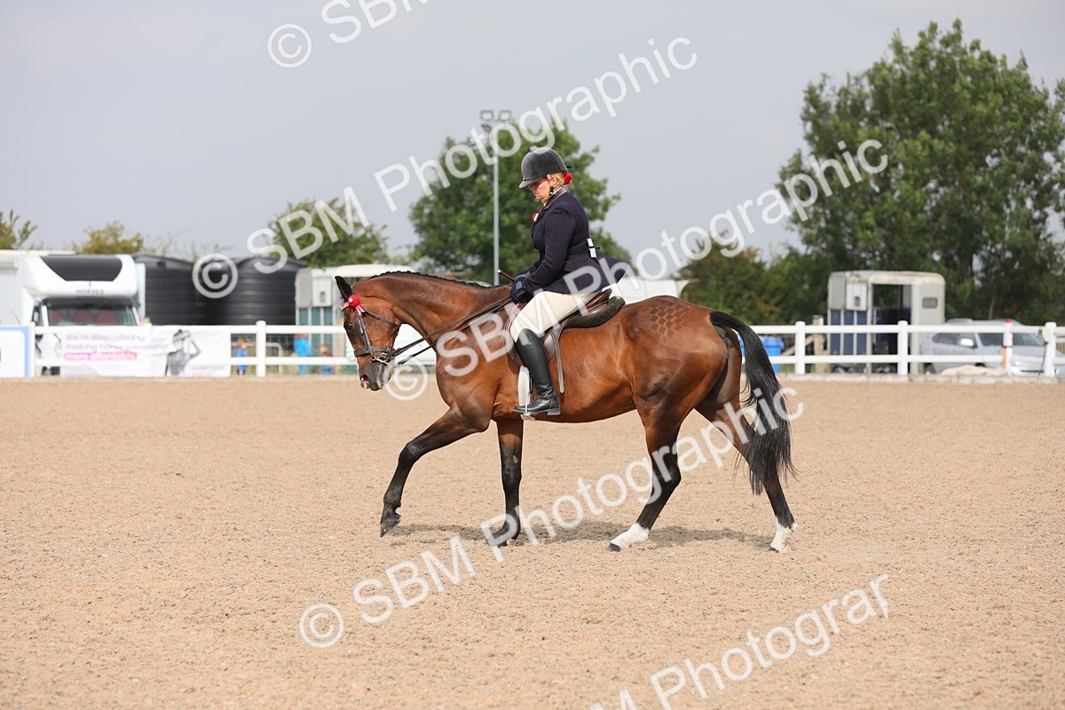 SBM_11465 - Class 305 Ridden Foreign Breeds- Pure Bred