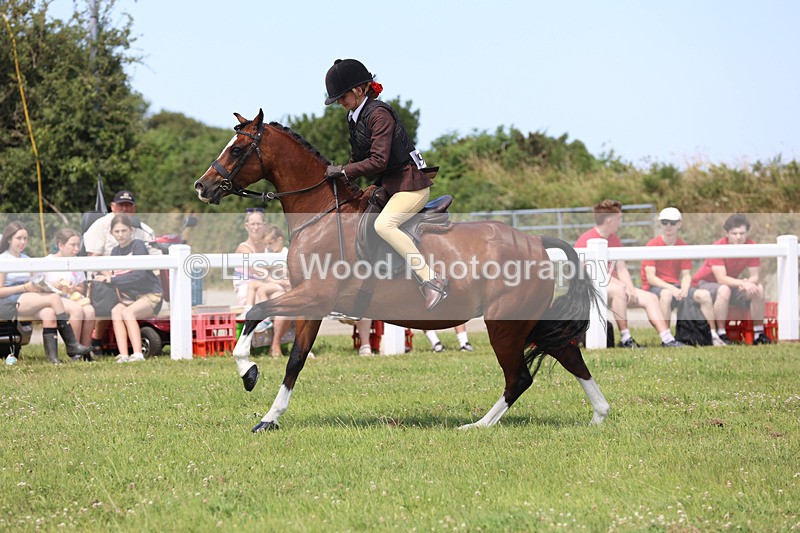 JPP_2650 - Class 21: Working Hunter 60cm