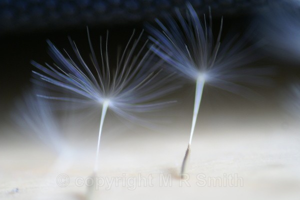 Seed Ballet - MACRO & CLOSE UPS 2