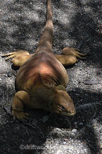  - Galapagos Islands
