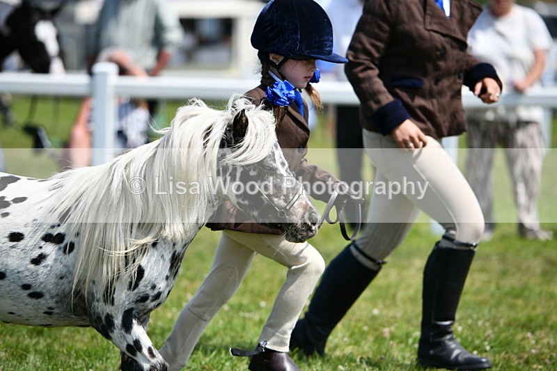 DSC_8023 - Class 66: Child Handler 10 years and under