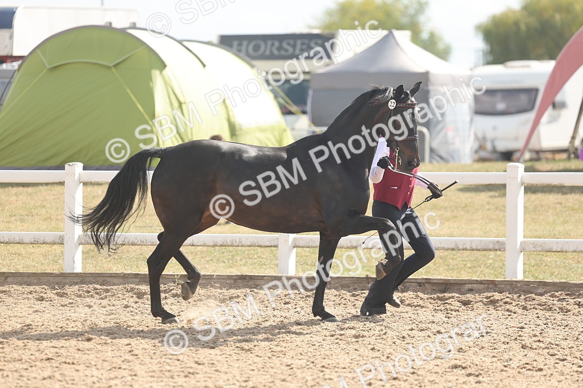 SBM_06859 - Class 25 - IH Foreign Breeds - Purebred